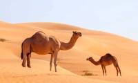 Is a camel's hump used to store water?