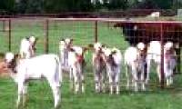 Is animal meat asexual reproduction safe?