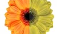 Is color blindness an esper power associated with trade-offs?