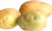 Is eating green potatoes dangerous?
