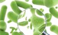 Is food containing beneficial bacteria as good as advertising?