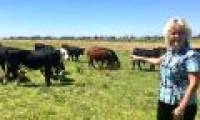 Is genetically modified beef easy to eat?