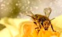 Is the evidence that bees understand the number 0 is less than 1?