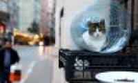 Istanbul: The city of cats divided the banks of Europe - Asia