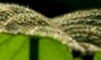 It is better to die than to suffer terrible pain for this plant
