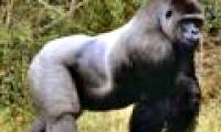 It is more likely that gorillas spread malaria to humans