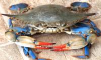 Italy declares war on invasive green crabs by eating them