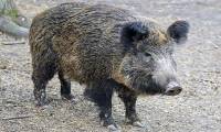 Italy destroys wild boars invading Rome