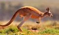 It's easy to ask, but it's hard to answer: Why is the mother kangaroo raising her child in her bag?
