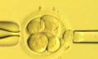 IVF has a high risk of disease