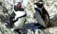 Jackass penguins have the 'rules of language' that are ... human