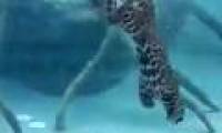 Jaguar hunting under water