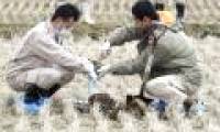 Japan banned rice exports from Fukushima