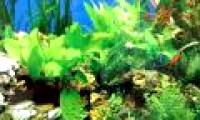 Japan can extract Bio-ethanol from seaweed