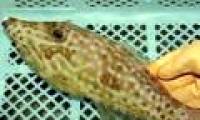 Japan caught poisonous fish 50 times more than puffer fish