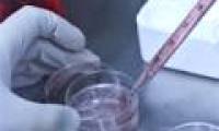 Japan created a breakthrough in cell technology