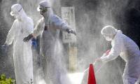 Japan discovered dangerous strain of bird flu