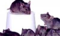 Japan: Duplicate a mouse for nearly 600 children