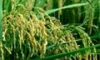 Japan finds a new rice variety that can withstand drought