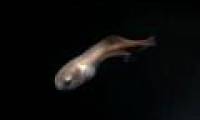 Japan found fish in the deep groove 8,188m under the sea