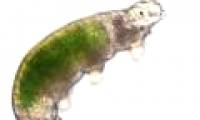 Japan has just revived a frozen creature after 30 years
