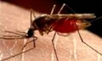 Japan successfully developed antibodies against dengue fever
