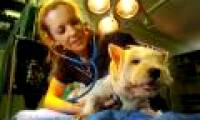 Japan successfully regenerates heart valves in dogs