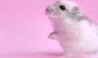 Japan successfully selected sex for artificial insemination rats