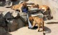 Japan uses lions to make torn jeans