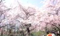 Japanese cherry blossoms are threatened