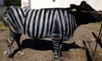 Japanese farmers paint cows to look like zebras to repel blood-sucking flies