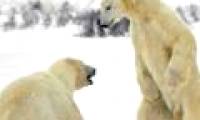 Job to find white bears in Norway