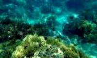 Joining hands to protect the marine environment in Nha Trang Bay