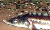 Joint hands protect sturgeon