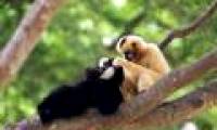 Journey to find white cheeked gibbons