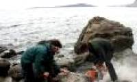 Jura primitive turtle can swim