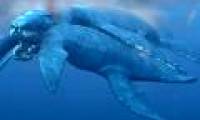 Jurassic fossils discovered Jurassic sea 10m long