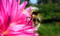 Just by small actions, bees make scientists surprised by high IQ