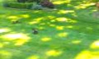 Just got out of the cat, the rabbit became the prey of the owl