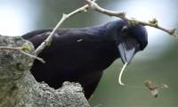 Just like humans know how to keep good things, crows also understand the value of tools