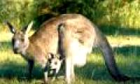 Kangaroo DNA can prevent skin cancer in humans