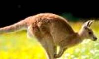 Kangaroo drunken opium