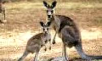 Kangaroo eat corpses to get nutrients
