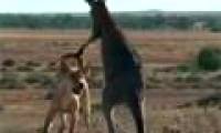 Kangaroo roars with wild dogs