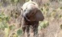 Kenya has a headache trying to deal with 'devil cactus'