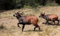 Kenya strives to preserve rare Bongo antelope species