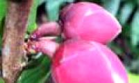 Khanh Hoa proposes to preserve and multiply Krempf flower tea