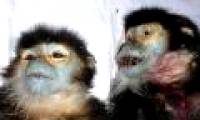 Khanh Hoa: The risk of black-shanked douc langur extinction in Ninh Hoa