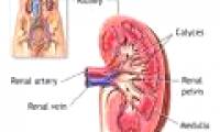 Kidney disorders at an early age have long-term effects