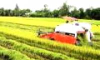 Kien Giang recommends limiting IR50404 rice cultivation